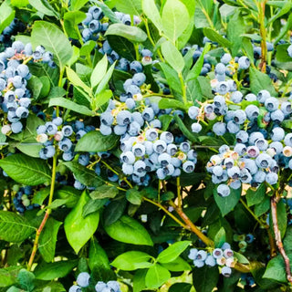 Bluegold Blueberry