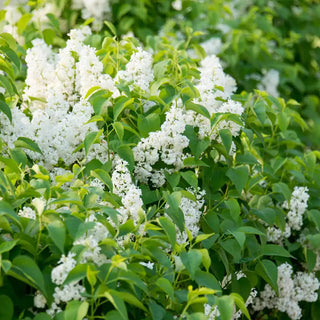 Snowy Beach Party™ Lilac Plant