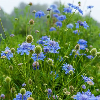 Butterfly Blue Pincushion Flower