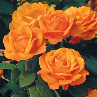 Good as Gold™ Hybrid Tea Rose