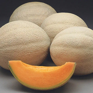 Athena Hybrid Cantaloupe Seed