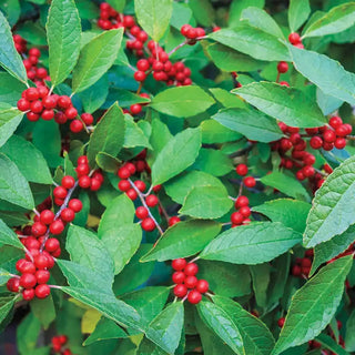 Winter Red Winterberry Pair