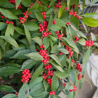 Winter Red Winterberry Pair