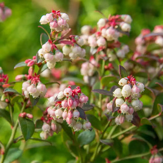 Duke Blueberry Hedge