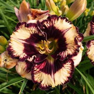 Moussaka Daylily