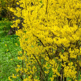 Lynwood Gold Forsythia