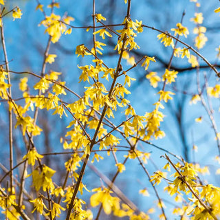 Lynwood Gold Forsythia