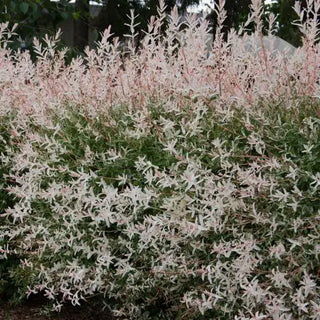 Dappled Willow