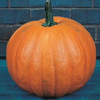 Gurney's® Giant Magic Hybrid Pumpkin