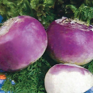 Laurentian Rutabaga Seed