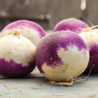 Laurentian Rutabaga Seed