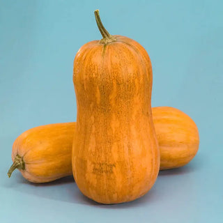 Argonaut Hybrid Winter Squash Seed