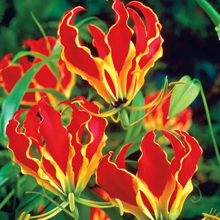 Gloriosa Lily