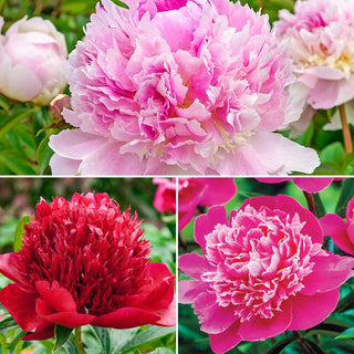 Seriously Fragrant Peony Collection