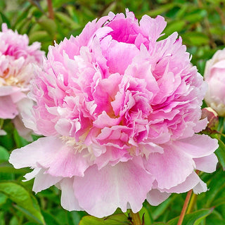 Seriously Fragrant Peony Collection