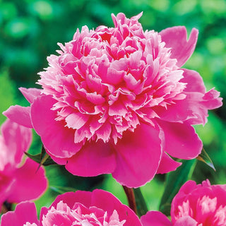 Seriously Fragrant Peony Collection