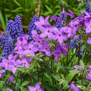 Sherwood Purple Woodland Phlox