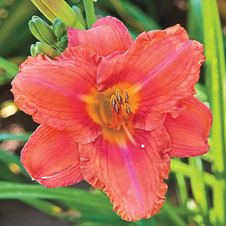 South Seas Reblooming Daylily