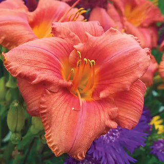 South Seas Reblooming Daylily