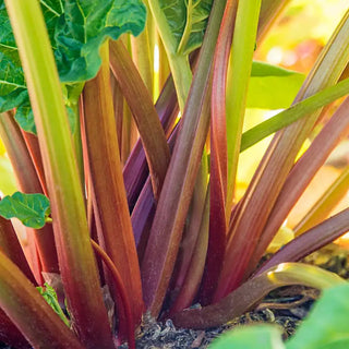 Glaskin's Perpetual Rhubarb