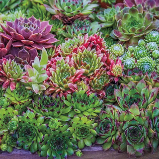 Hens & Chicks Mix