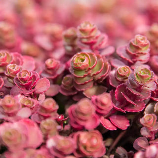 Red Creeping Sedum