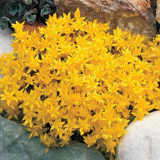 Improved Golden Creeping Sedum