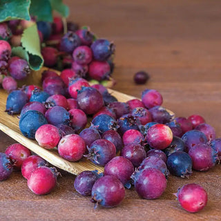 Autumn Brilliance Apple Serviceberry