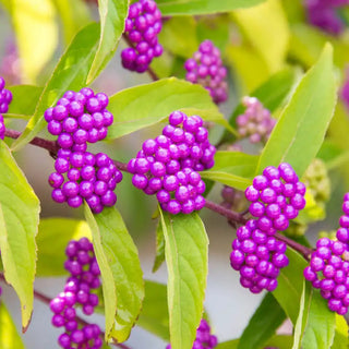 Early Amethyst Japanese Beautyberry