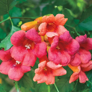 Flamenco Trumpet Vine