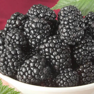 Triple Crown Blackberry Plant