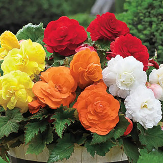 Giant Camella Begonia Bulb Mix