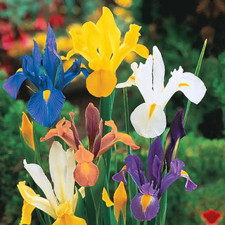 Mixed Dutch Iris Rhizomes