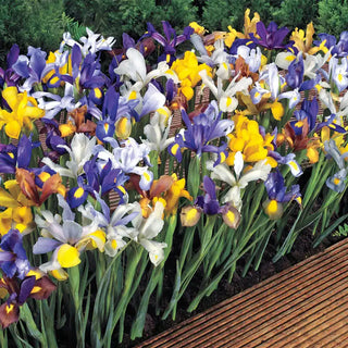 Mixed Dutch Iris Rhizomes