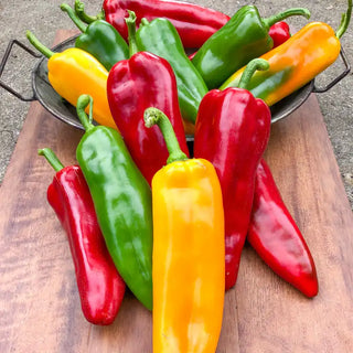 Gurney's® Triple Delight Hybrid Sweet Pepper