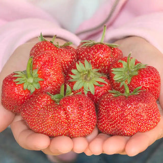 Jewel Junebearing Strawberry Plant