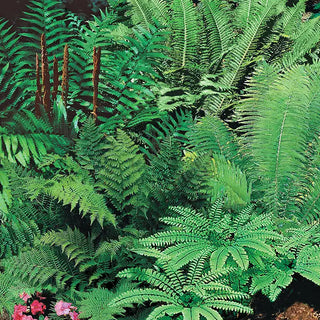 Mixed Hardy Fern Plant