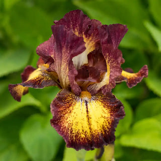 Red Hot Chili Reblooming Iris