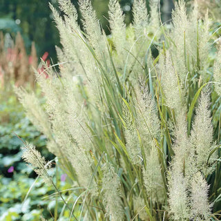 Diamond Grass Plant