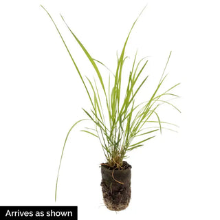 Diamond Grass Plant