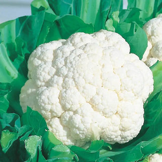 Snow Crown Hybrid Cauliflower Seed