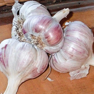 Inchelium Red Softneck Garlic