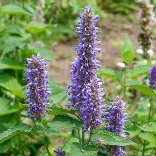 Purple Giant Hyssop Seed