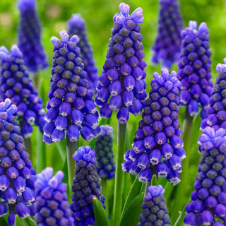 Blue Magic Grape Hyacinth