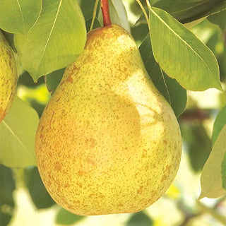 Ambrosia™ Pear Tree