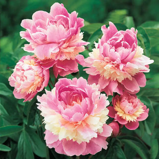 Sorbet Peony Plant