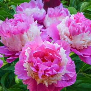 Sorbet Peony Plant