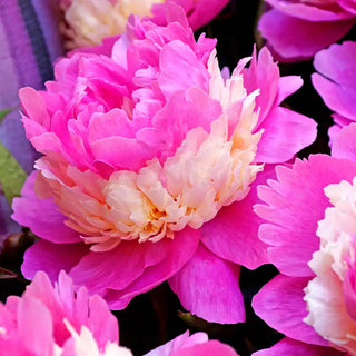 Sorbet Peony Plant