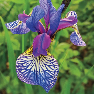 Shaker's Prayer Siberian Iris