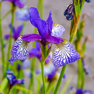 Shaker's Prayer Siberian Iris